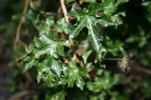 Hedera helix 'Parasol'