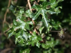 <em>Hedera helix</em> ‘Parasol’ - Ornamental ivy