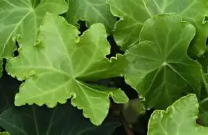 Hedera helix 'Parsley Crested' (Parsley Crested)'