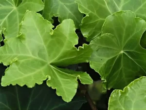<em>Hedera helix</em> &lsquo;Parsley Crested&rsquo; – Lierre d&rsquo;ornement