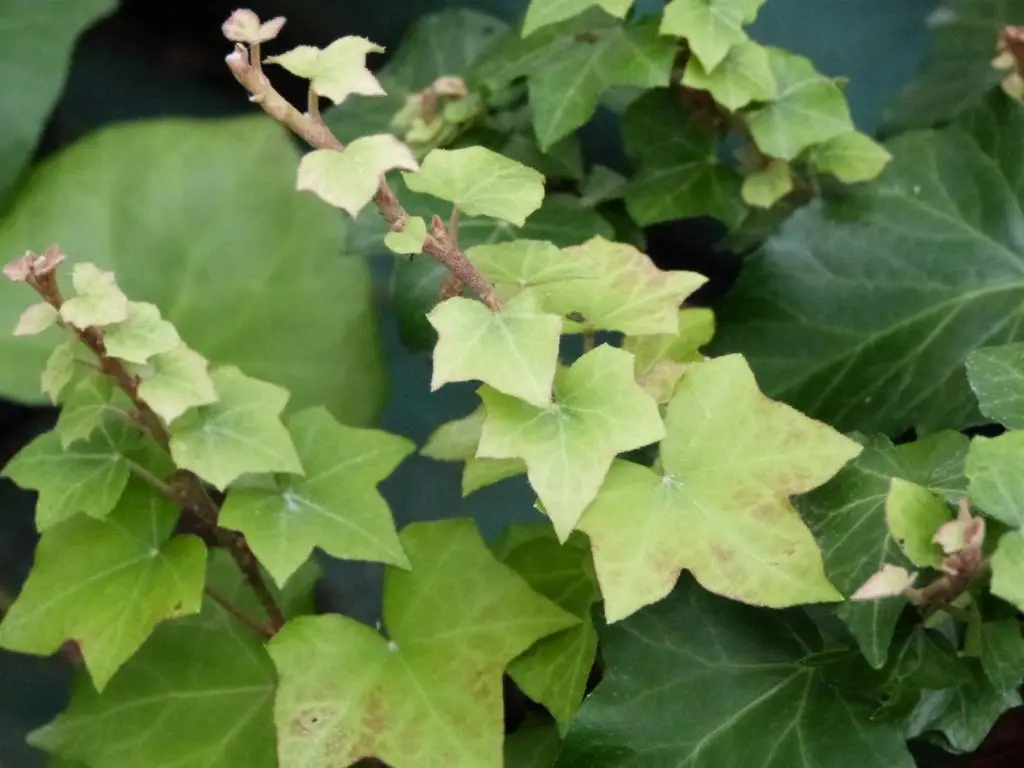 Hedera helix 'Pittsburgh'