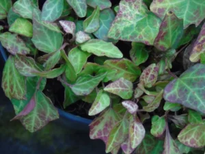 Hedera helix 'Baby Gold Dust' mutation