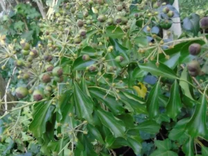 Hedera helix ‘Palmata Adult’_3