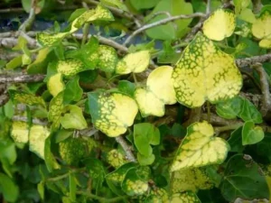 <em>Hedera hibernica</em> &lsquo;Angularis Aurea&rsquo; – Lierre d&rsquo;Irlande panaché