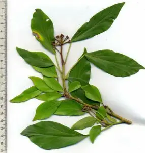Hedera nepalensis 'Suzanne' adult