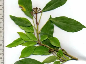 <em>Hedera nepalensis</em> ‘Suzanne’ adulta