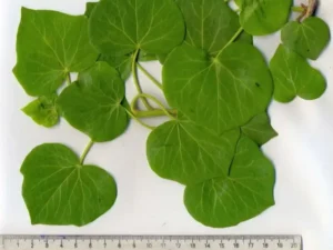 <em>Hedera azorica</em> ‘Pico’ - Azorean Ivy