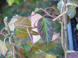 Hedera colchica 'Dendroides'