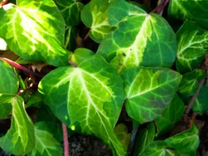 Hedera colchica 'Dentata Sulphur Heart' (The Sulphur Heart)'