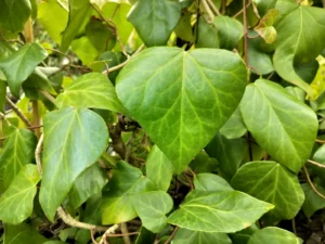 Hedera colchica 'Dentata'