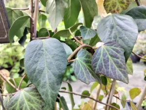 Hedera colchica 'Georgian'