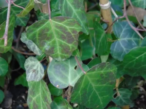 Hedera colchica 'Slow Dwarf'
