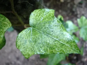 <em>Hedera helix</em> ‘Alte Brücke’ - Ornamental ivy