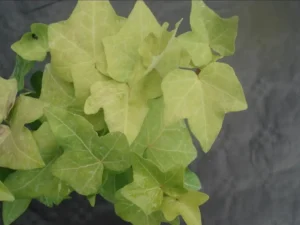 <em>Hedera helix</em> ‘Amber Waves’ - Ornamental ivy