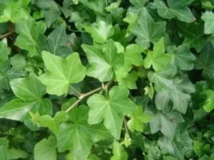 Hedera helix 'Arapahoe'