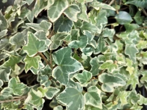 Hedera helix 'Ardingly'
