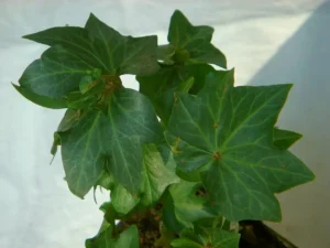 Hedera helix 'Astin'