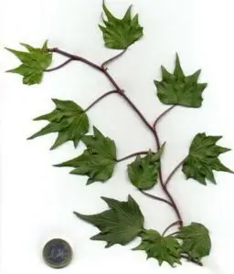 Hedera helix 'Ate'