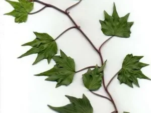 <em>Hedera helix</em> ‘Ate’ – Ornamental Ivy