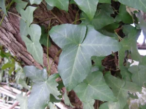 Hedera helix 'Atropurpurea' (Atropurpurea)'