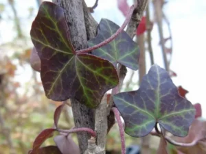 *Hedera helix* ‘Balkon’ – Ornamental Ivy