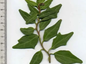 <em>Hedera helix</em> ‘Blue Moon Efeu’ - Ornamental ivy