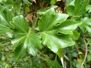 Hedera helix 'Boskoop'