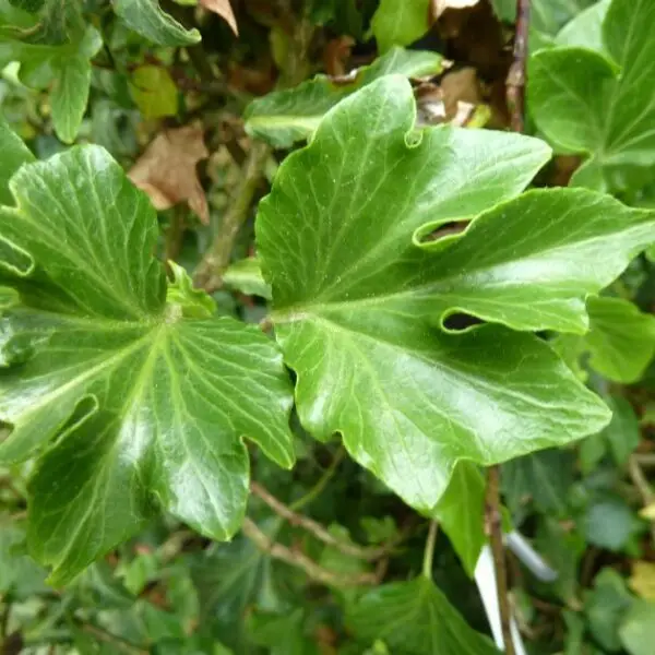 Hedera helix 'Boskoop'