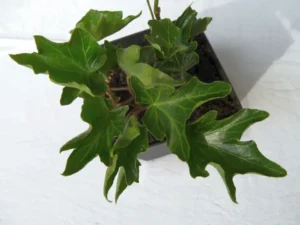 Hedera helix 'Chalice'