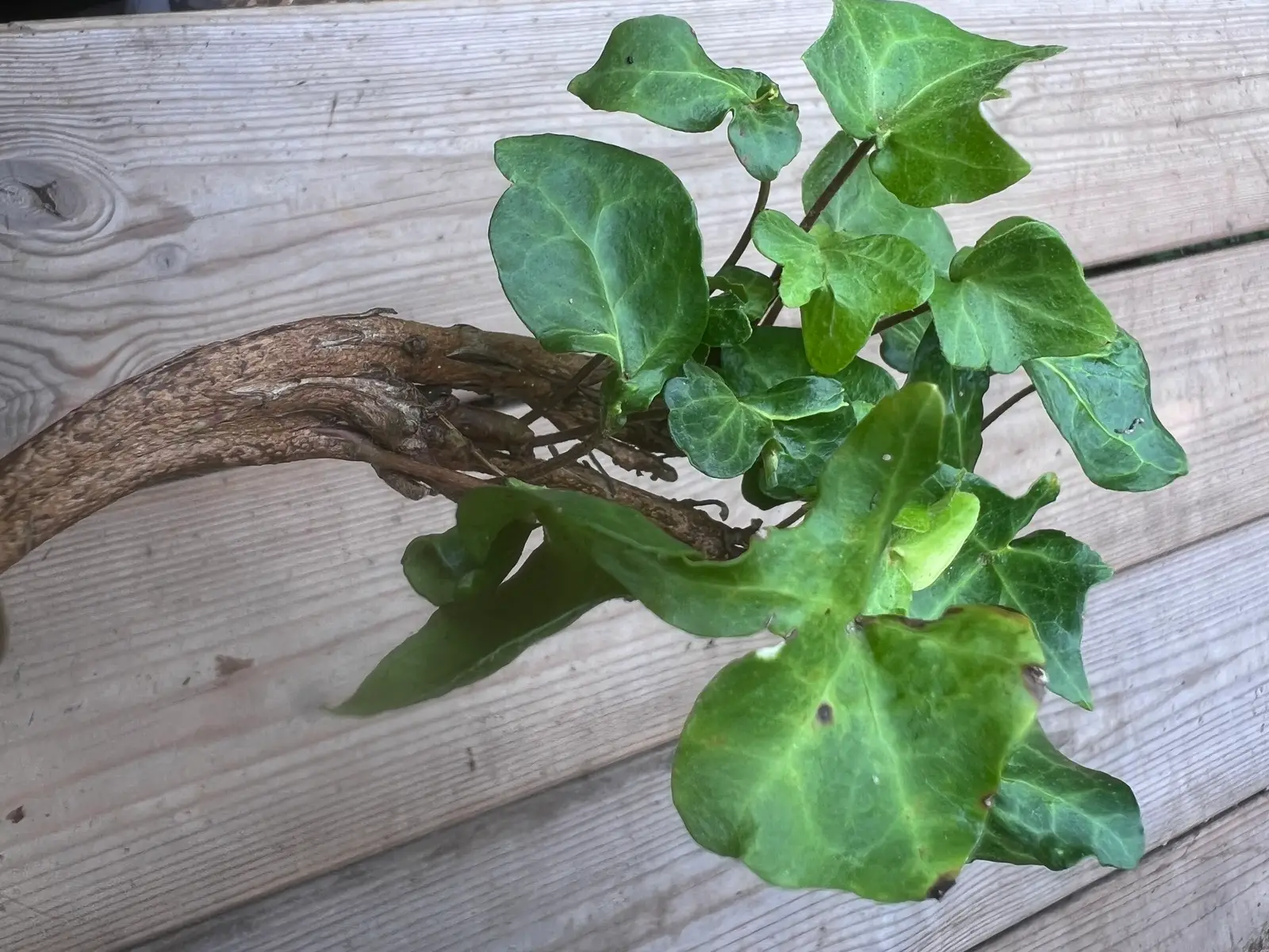 Hedera helix Chedglow Fasciated