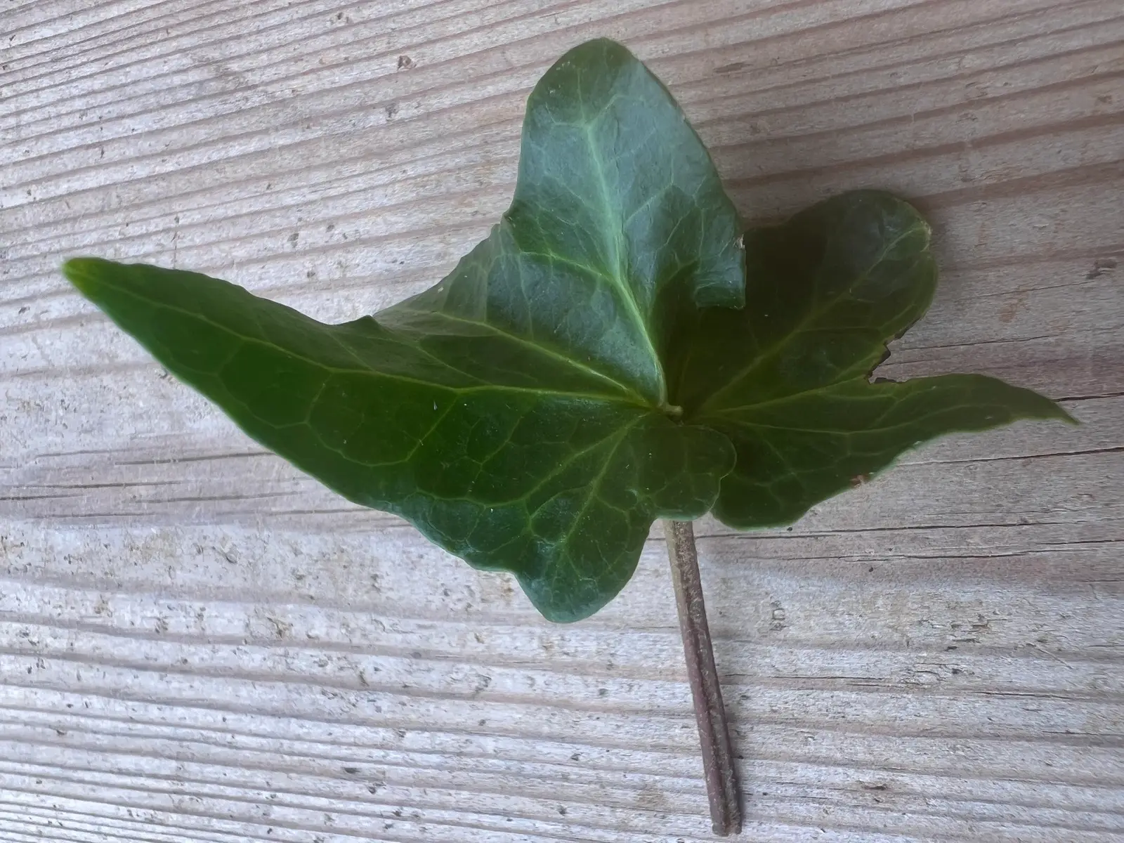 Hedera helix 'Chedglow Fasciated' - Lierre d'ornement - Image 2