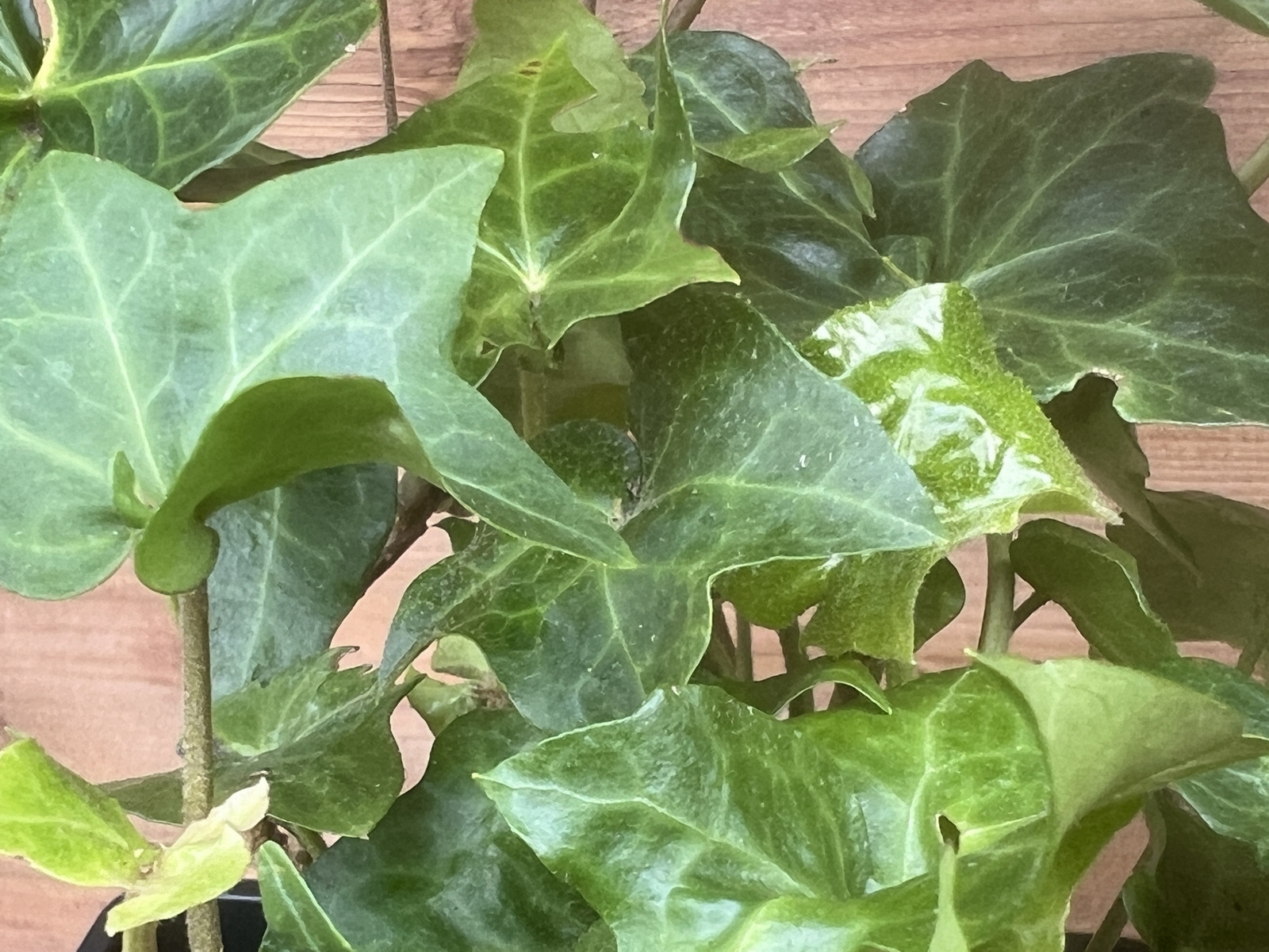Hedera helix 'Chedglow Fasciated' - Lierre d'ornement - Image 3