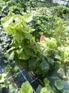 Hedera helix 'Chrysaor'