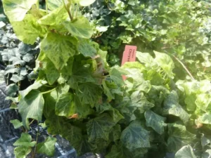 <em>Hedera helix</em> ‘Chrysaor’ - Ornamental ivy