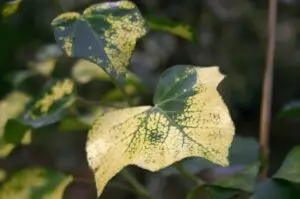 Hedera helix 'Chrysophylla' ('Spectabilis Aurea')