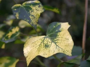 <em>Hedera helix</em> &lsquo;Chrysophylla&rsquo; (&lsquo;Spectabilis Aurea&rsquo;) – Lierre d&rsquo;ornement