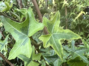 <em>Hedera helix</em> &lsquo;Courage&rsquo; – Lierre d&rsquo;ornement