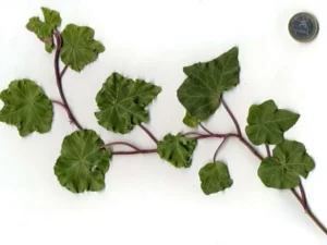 <em>Hedera helix</em> &lsquo;Crispa&rsquo; – Lierre d&rsquo;ornement