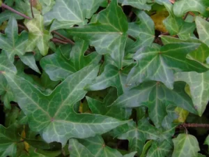 Hedera helix 'Delta'