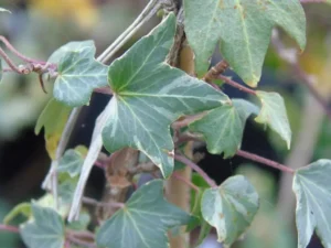 Hedera helix 'Eclipse'