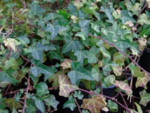 <em>Hedera helix</em> &lsquo;Estrelleta&rsquo; – Lierre d&rsquo;ornement