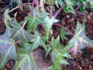 <em>Hedera helix</em> ‘Feenfinger’ – Ornamental Ivy