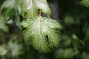Hedera helix 'Finger Froth'