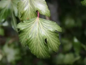 <em>Hedera helix</em> &lsquo;Finger Froth&rsquo; – Lierre d&rsquo;ornement