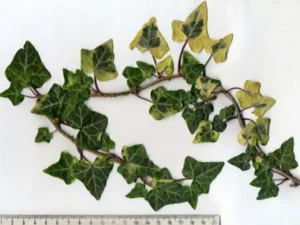 <em>Hedera helix</em> &lsquo;Flashback&rsquo; – Lierre d&rsquo;ornement