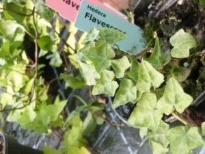 <em>Hedera helix</em> &lsquo;Flavescens&rsquo; – Lierre d&rsquo;ornement