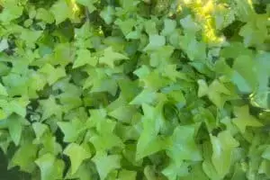 Hedera helix 'Gold Forever'