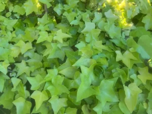 <em>Hedera helix</em> &lsquo;Gold Forever&rsquo; – Lierre d&rsquo;ornement