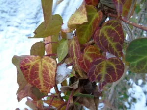 Hedera helix 'Goyot'