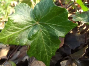 Hedera helix 'Green Man'